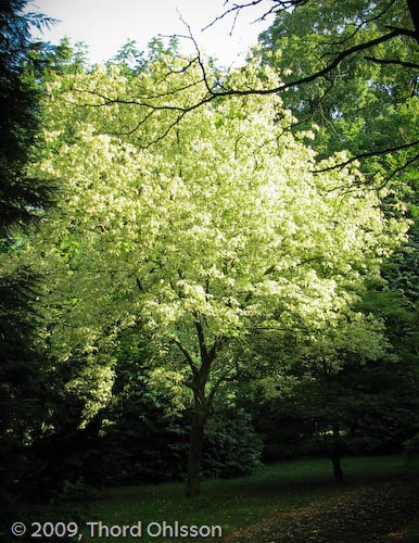 Acer negundo 'Elegans'